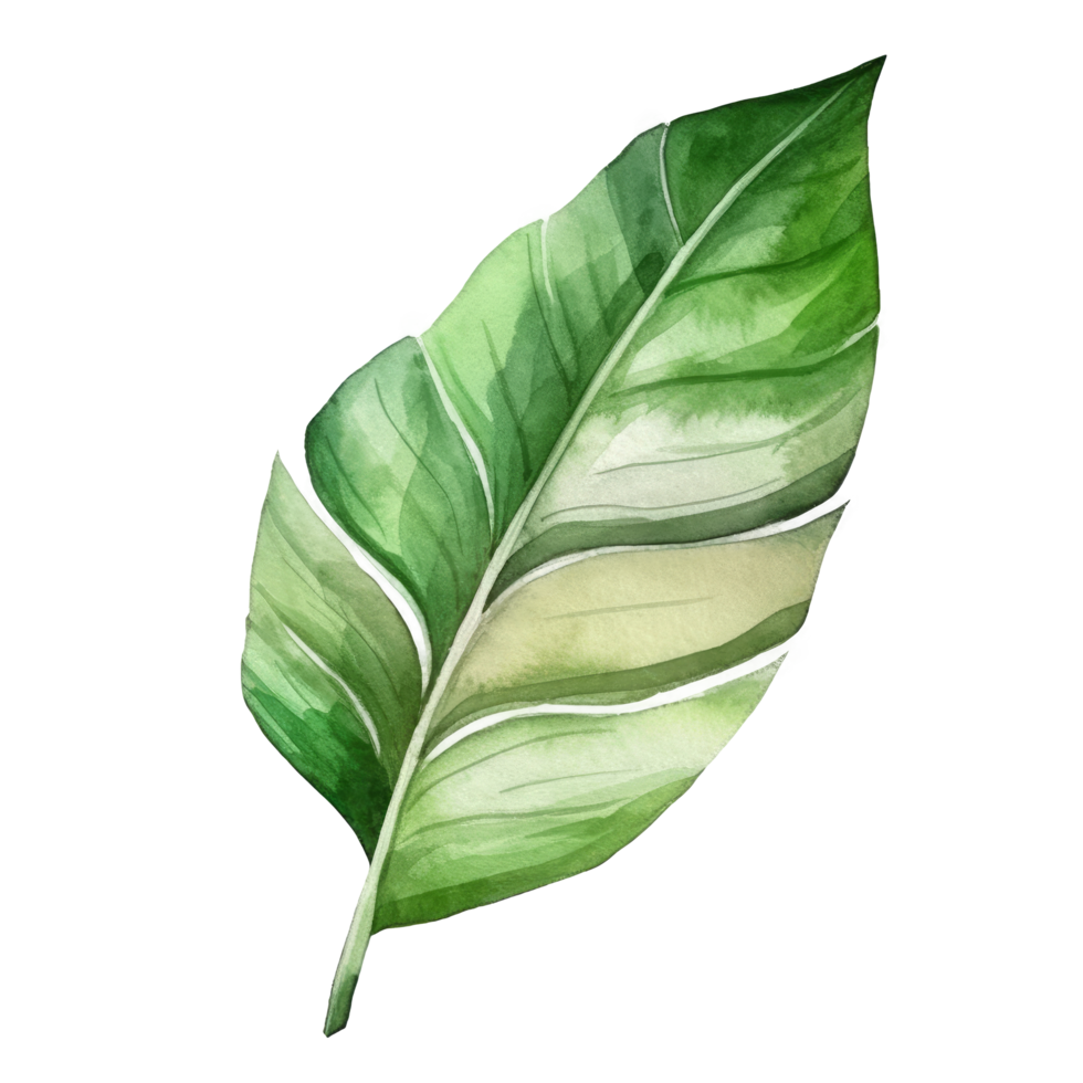 tropical paume feuille aquarelle. png