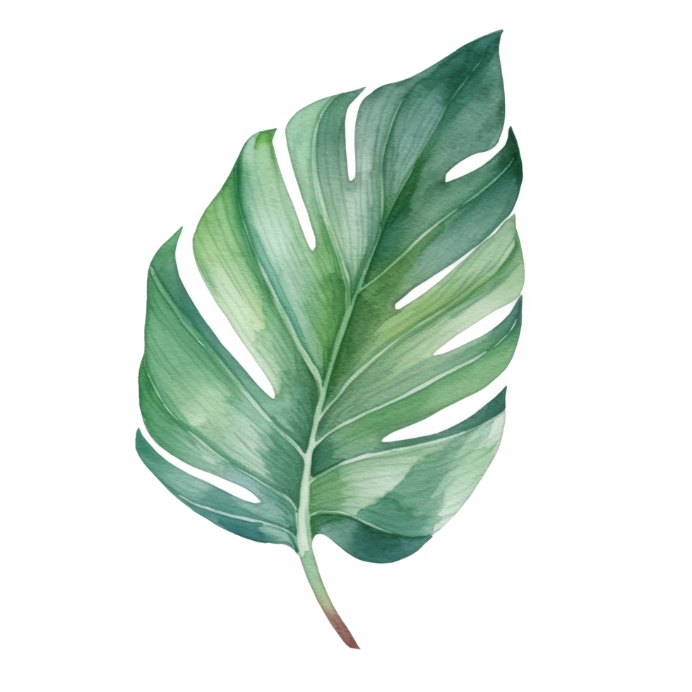 Tropical palm leaf watercolor. png