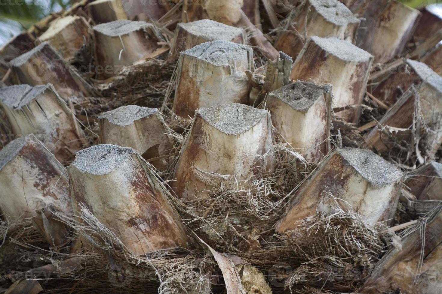 original background tree trunk of a coconut palm date close-up texture photo