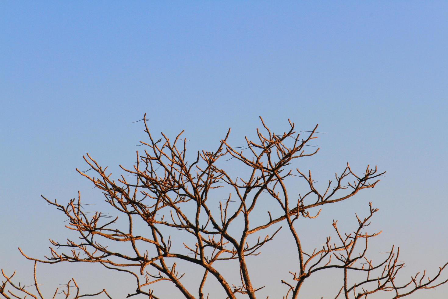 Sunlight shining to dried branches with blue sky on mountain photo