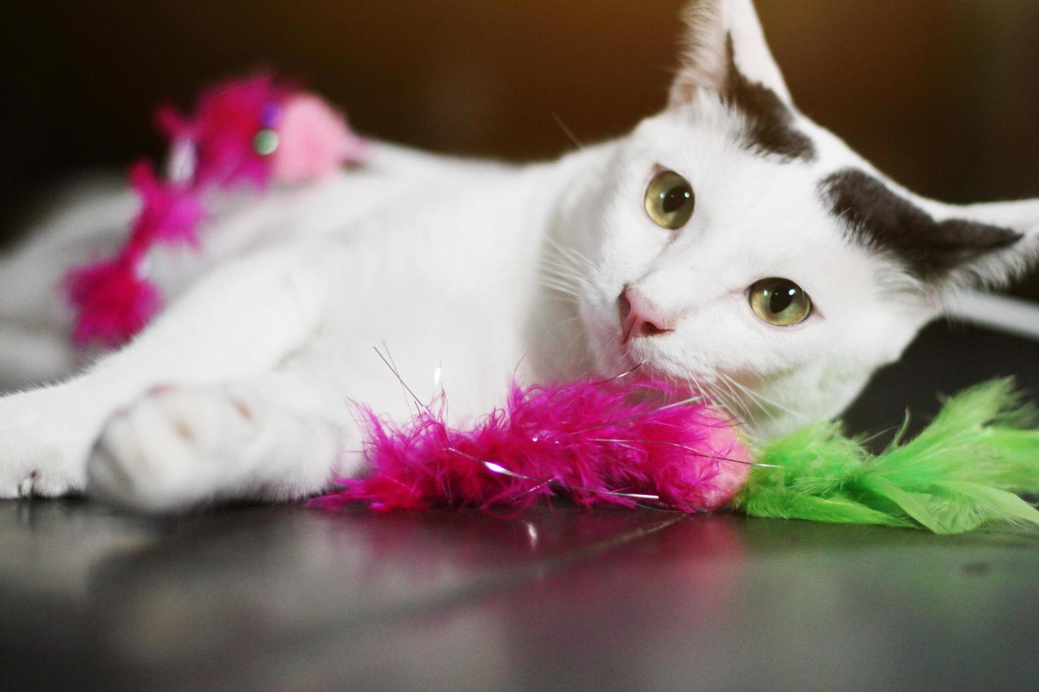 White cat enjoy and relax on wooden floor photo