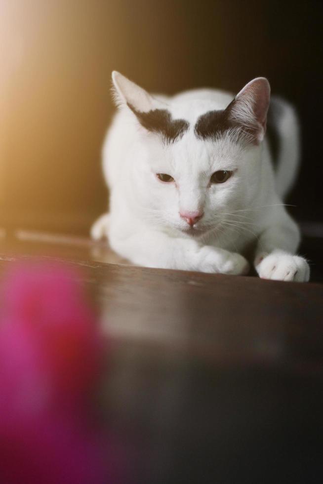 blanco gato disfrutar y relajarse en de madera piso foto