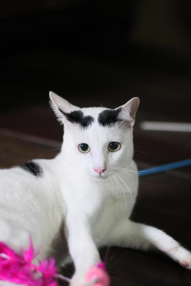 White cat enjoy and relax on wooden floor photo