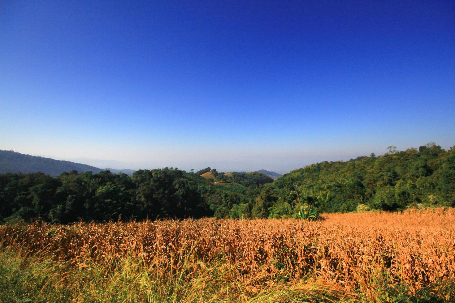 Trouble cutting trees on the mountain for Build resort and Shifting cultivation with Global warming in Thailand and on the earth. photo