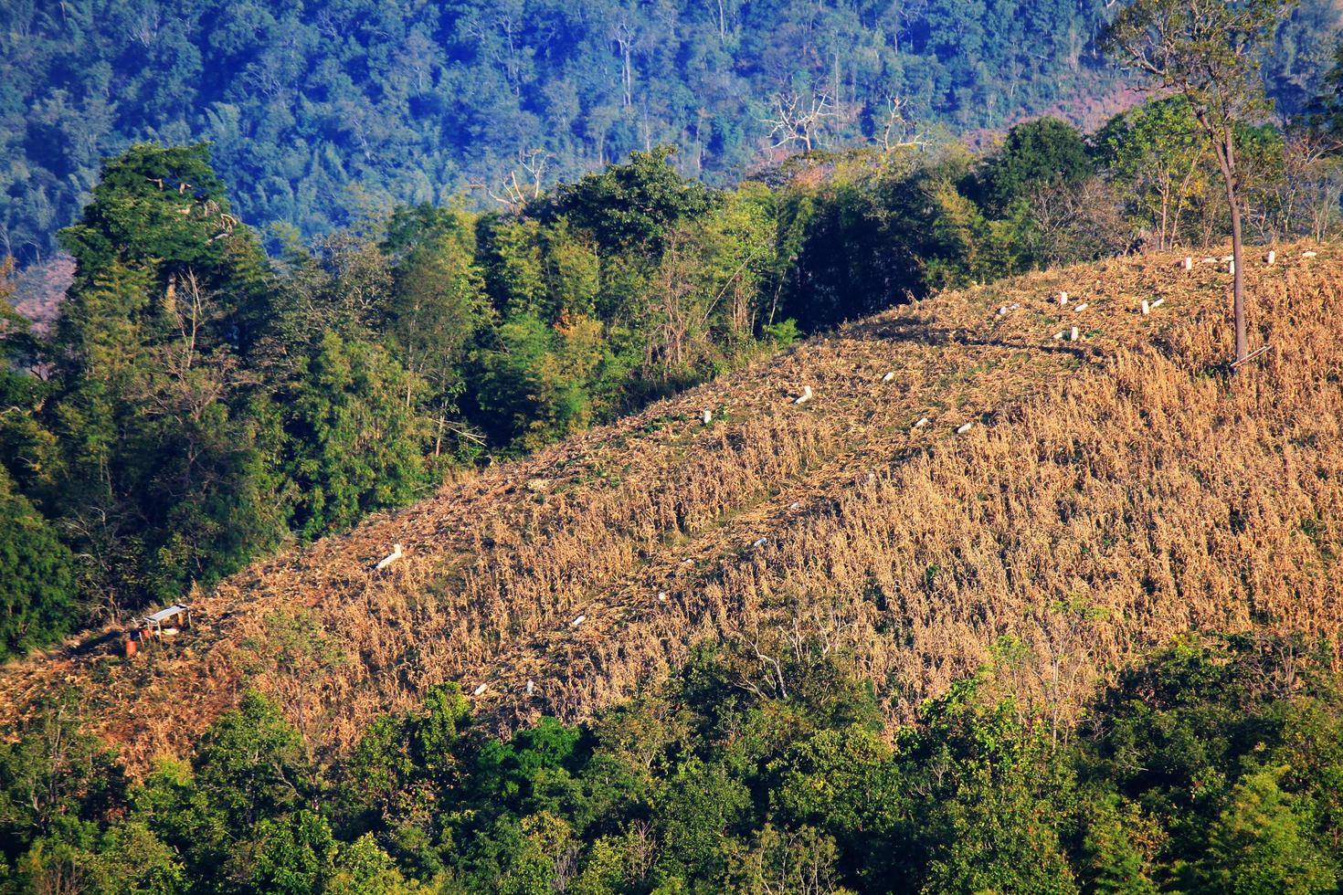Trouble cutting trees on the mountain for Build resort and Shifting cultivation with Global warming in Thailand and on the earth. photo