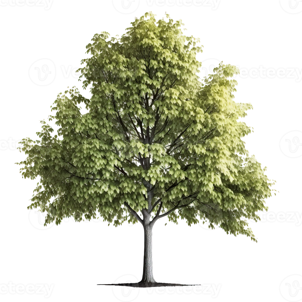 vert Naturel arbre isolé. png