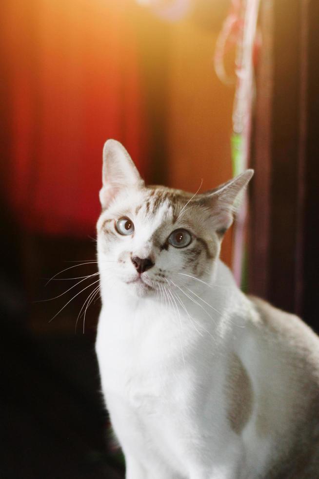 gris a rayas gato disfrutar y dormir en de madera piso con natural luz de sol foto