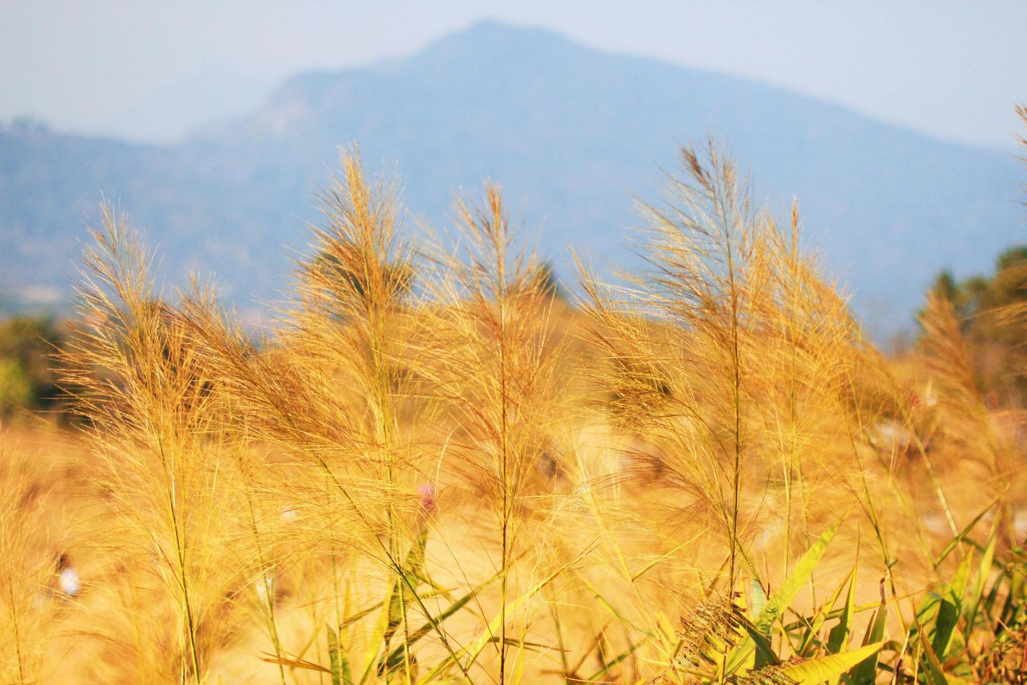 Golden dry flowers grass Blowing in the wind on the valley mountain. photo