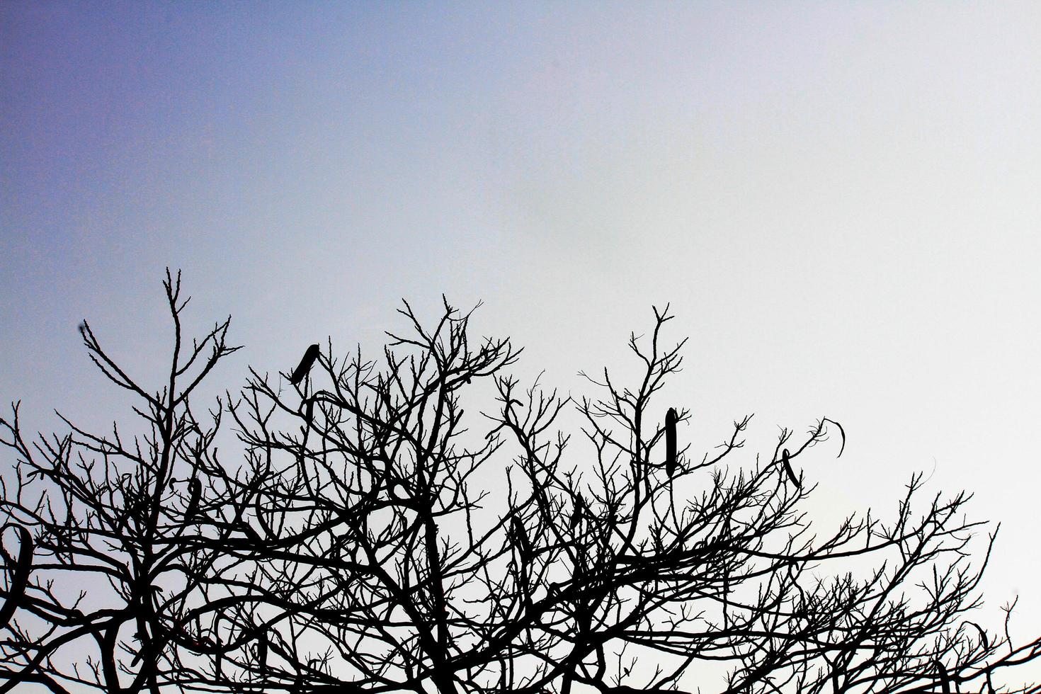 Silhouette Dry branches silhouette on dark sky photo