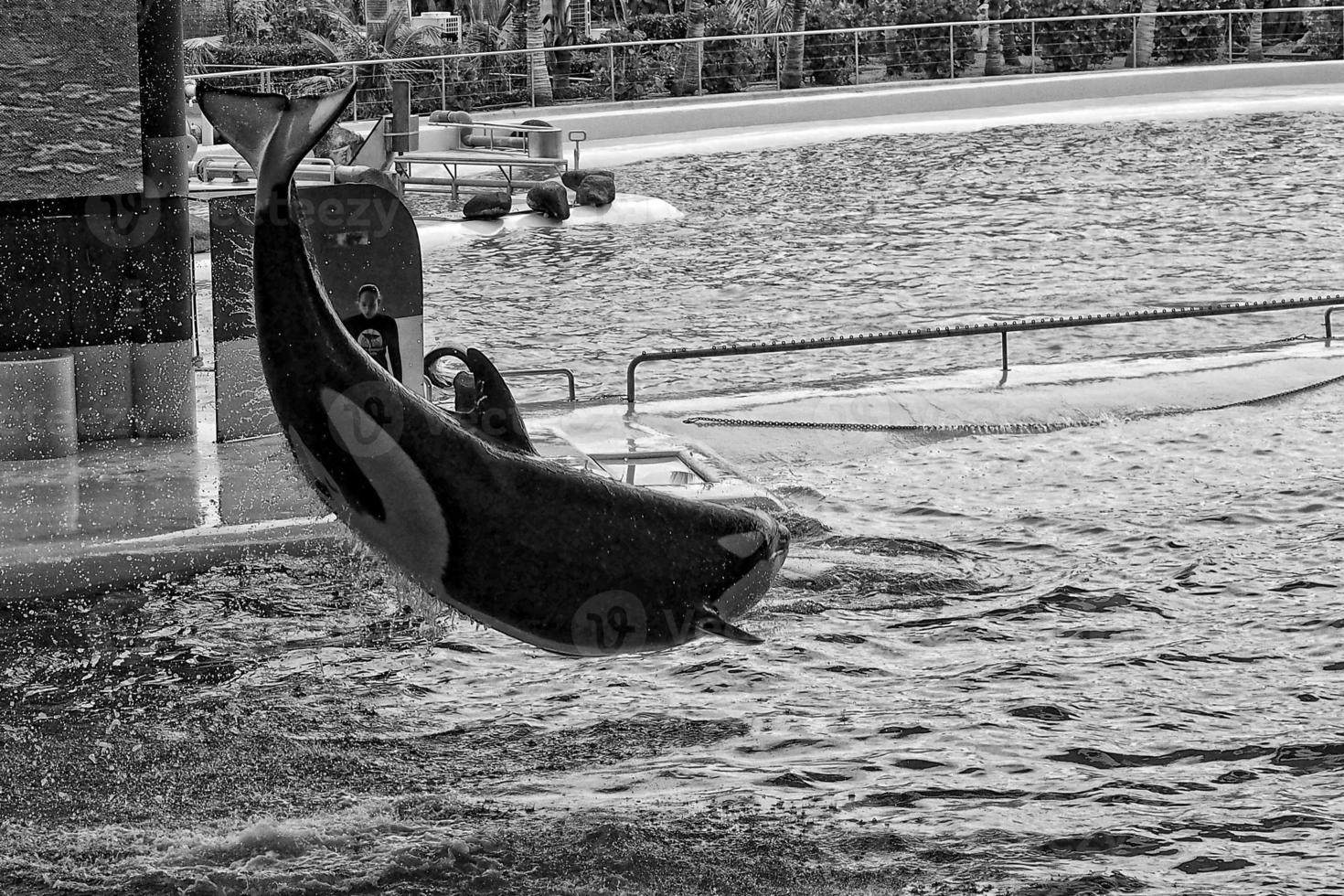 a show of black and white mammals in the zoo photo