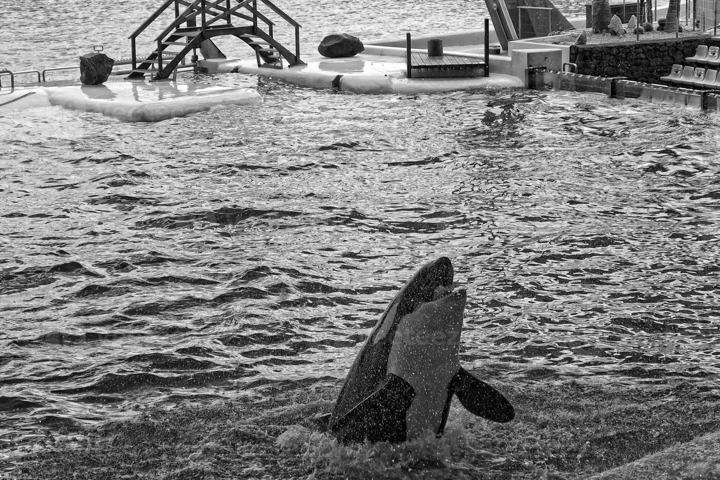 a show of black and white mammals in the zoo photo