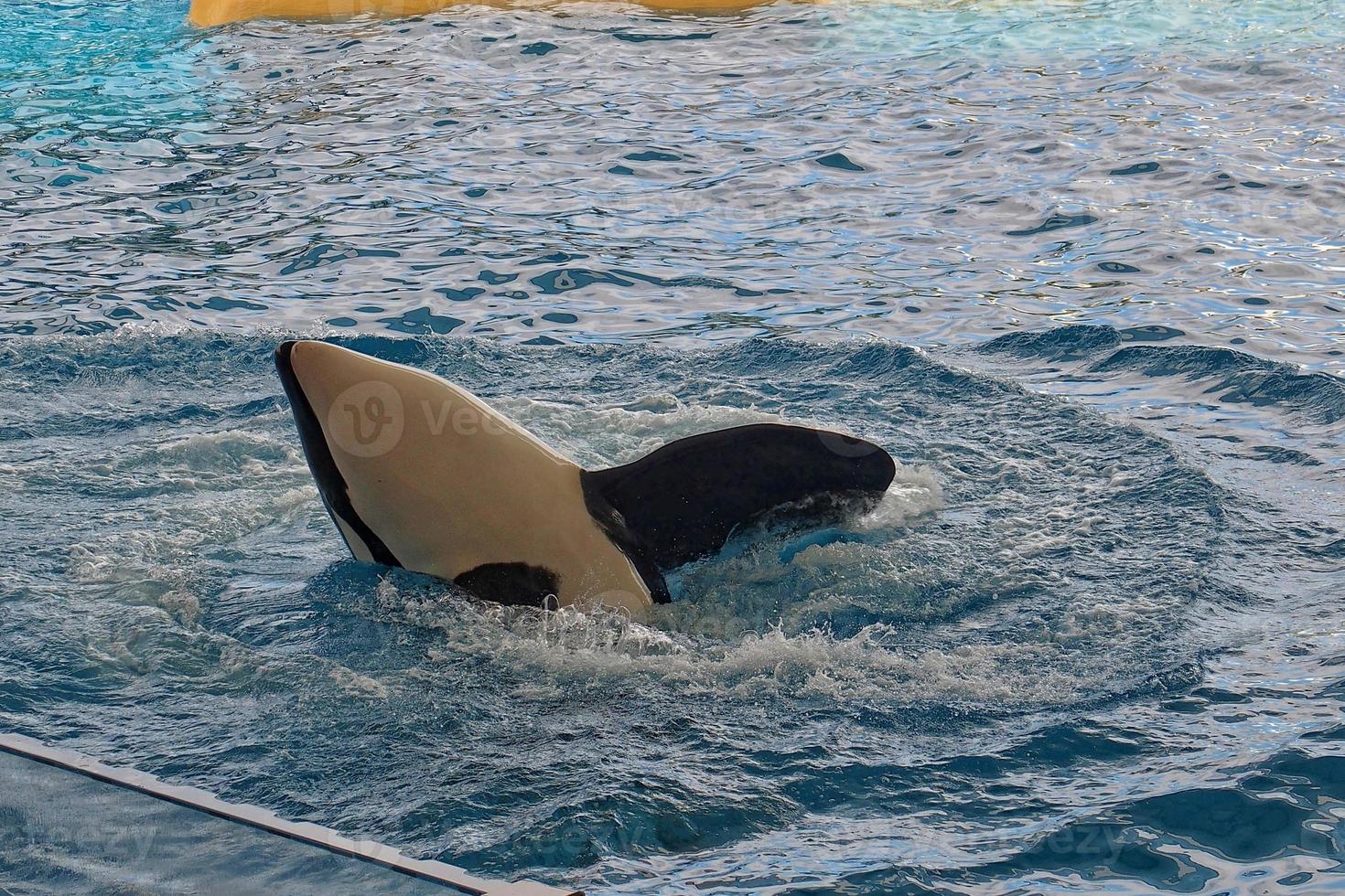 a show of black and white mammals in the zoo photo