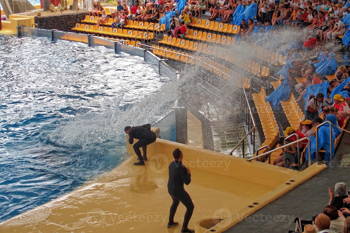 un espectáculo de negro y blanco mamíferos en el zoo foto