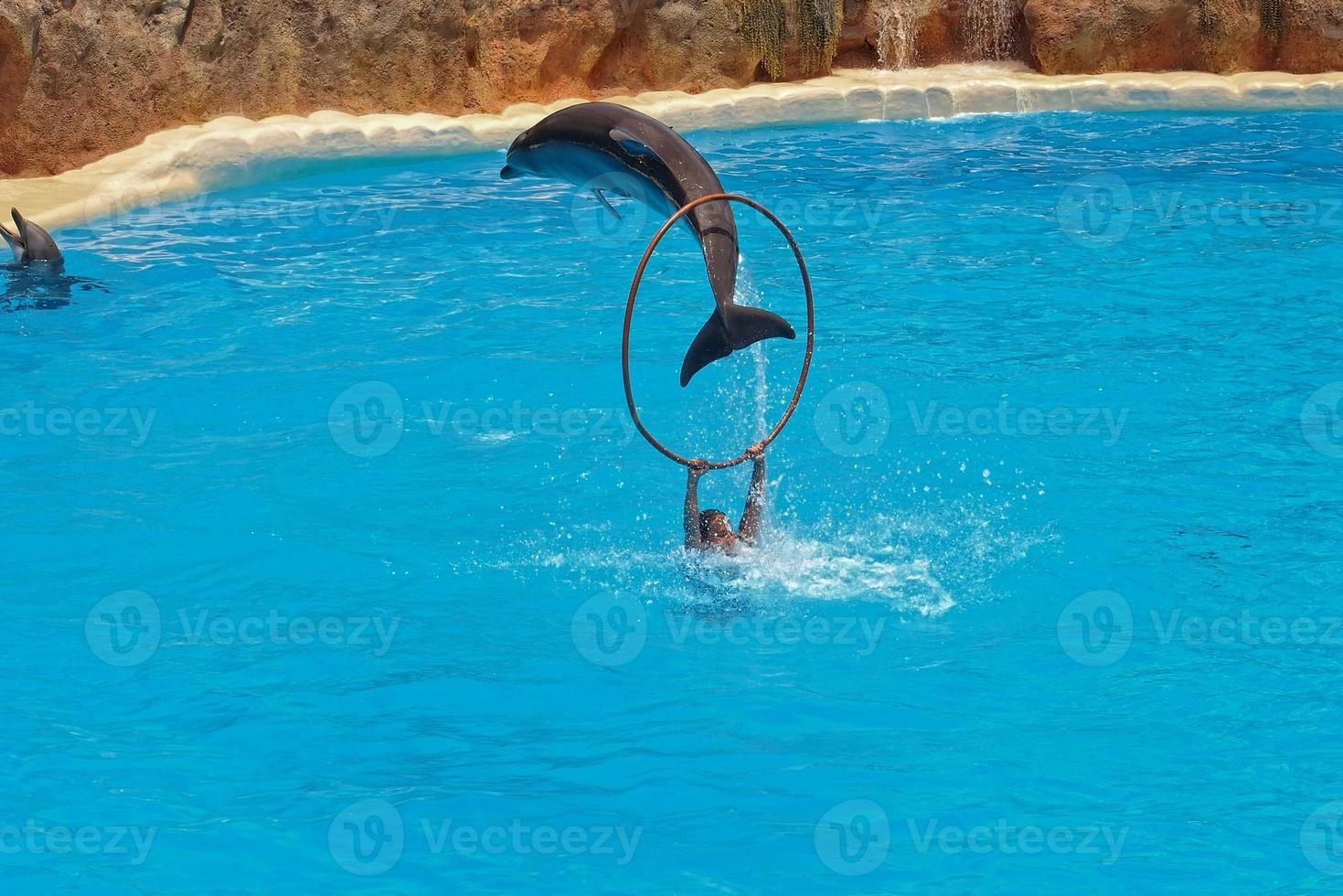 show of training a large adult dolphin mammal in a zoo park on a sunny day photo