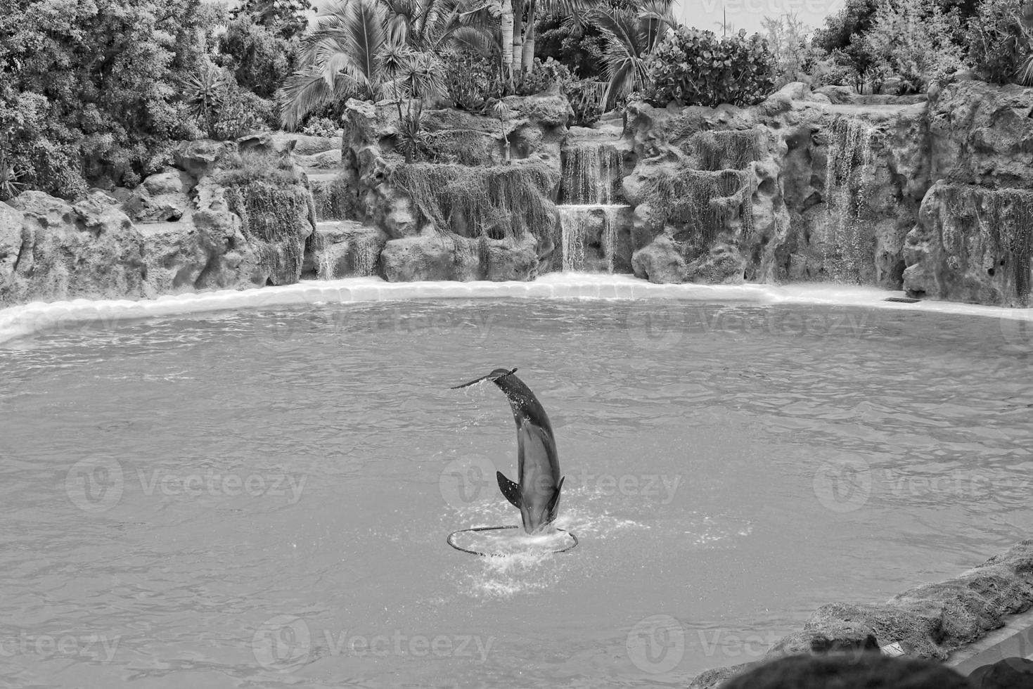 show of training a large adult dolphin mammal in a zoo park on a sunny day photo