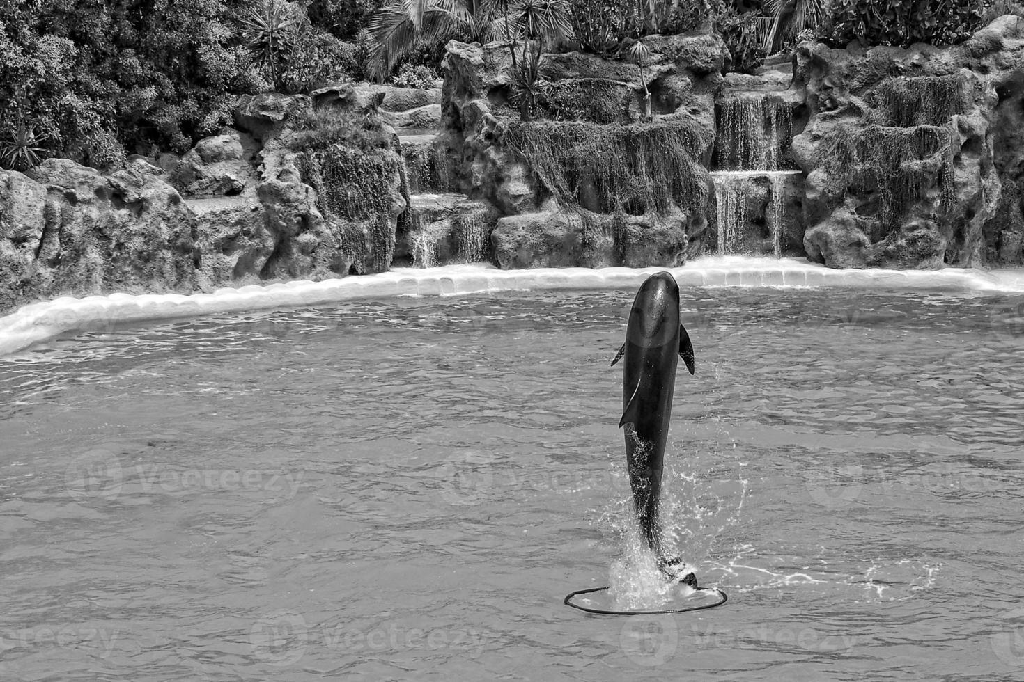 show of training a large adult dolphin mammal in a zoo park on a sunny day photo