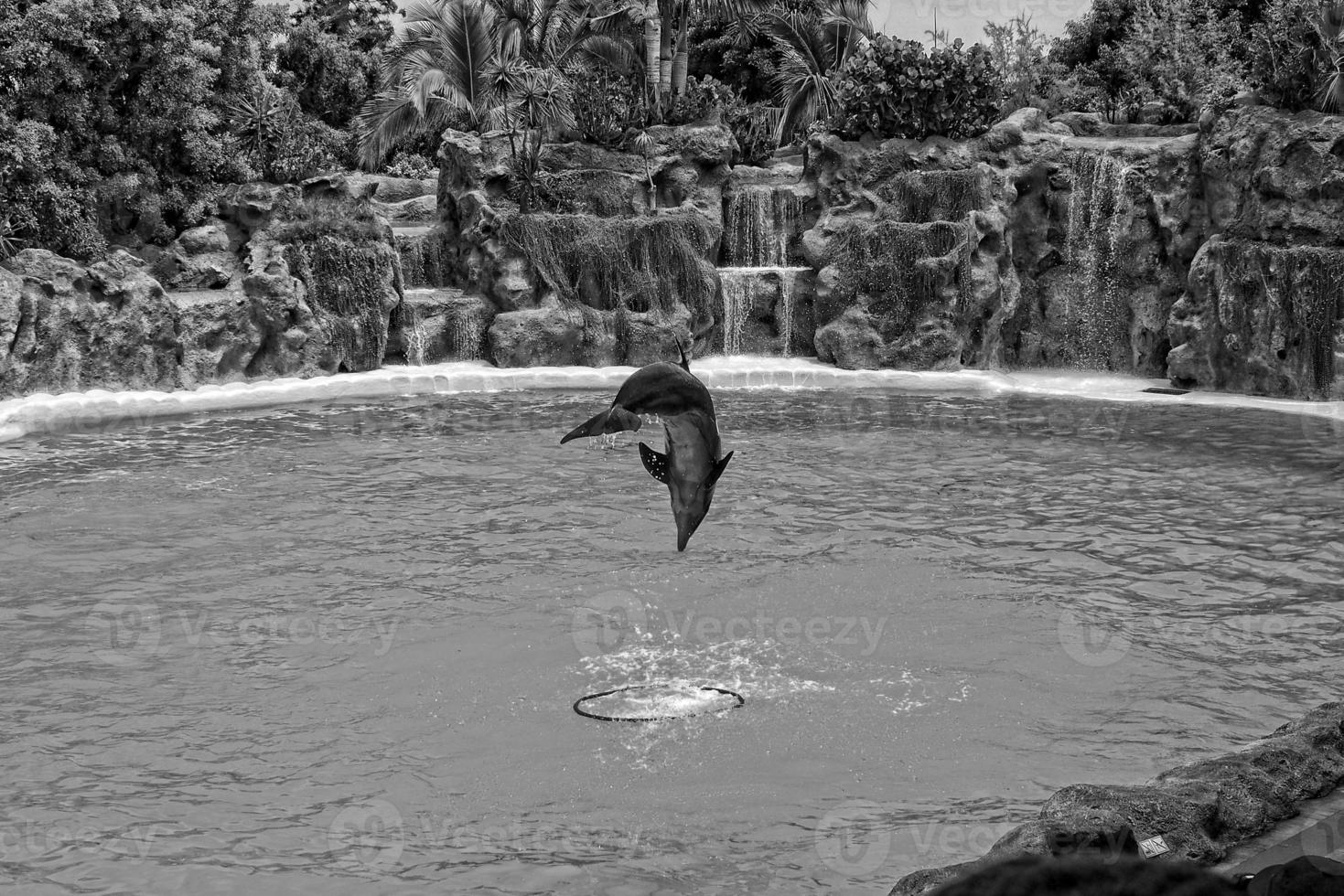 espectáculo de formación un grande adulto delfín mamífero en un zoo parque en un soleado día foto