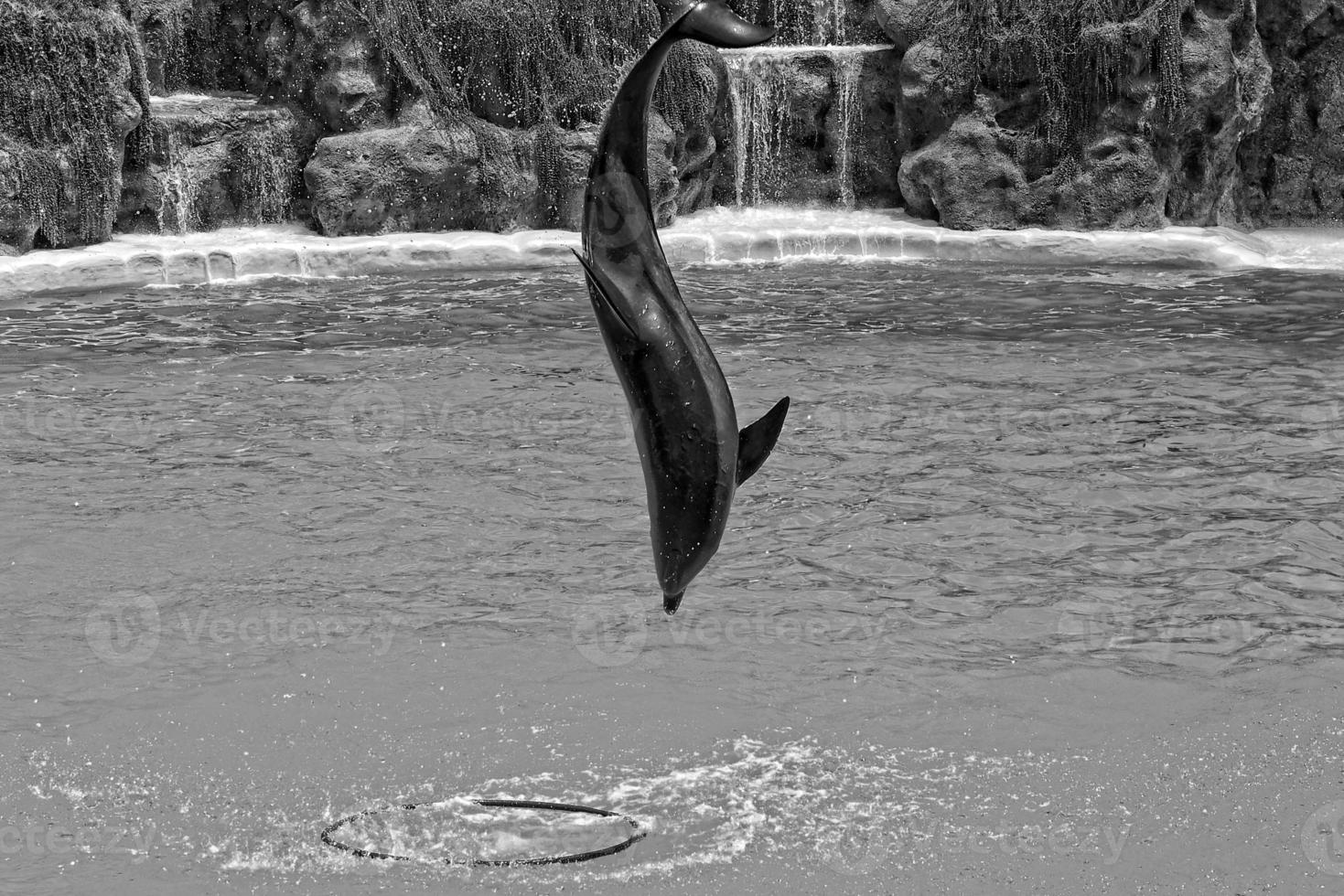 show of training a large adult dolphin mammal in a zoo park on a sunny day photo