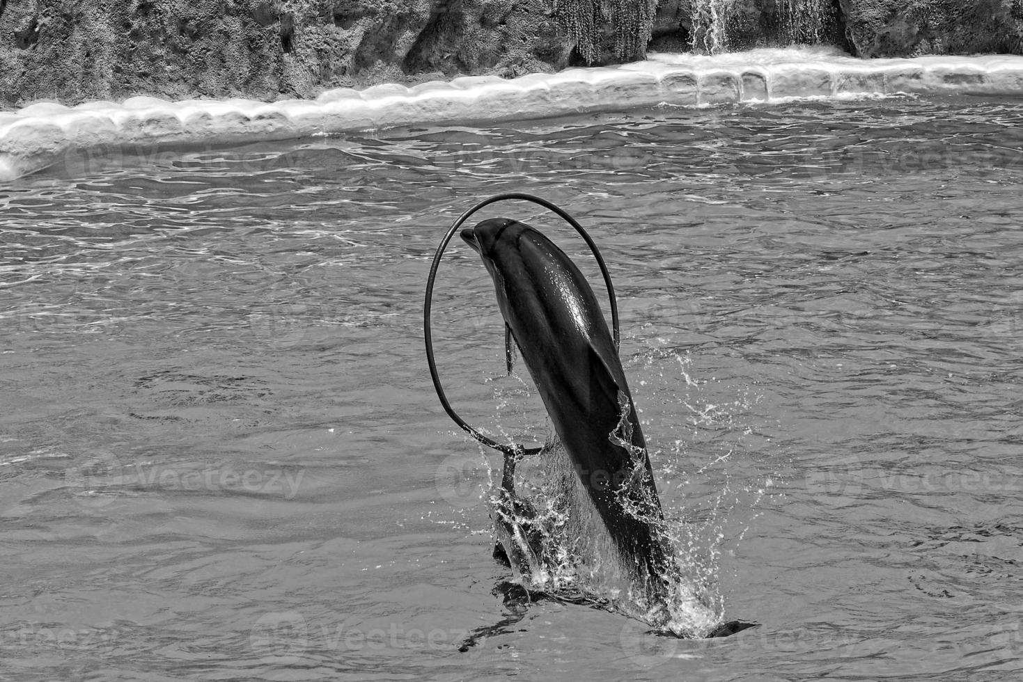 show of training a large adult dolphin mammal in a zoo park on a sunny day photo