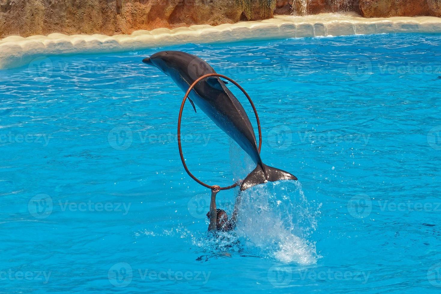 show of training a large adult dolphin mammal in a zoo park on a sunny day photo
