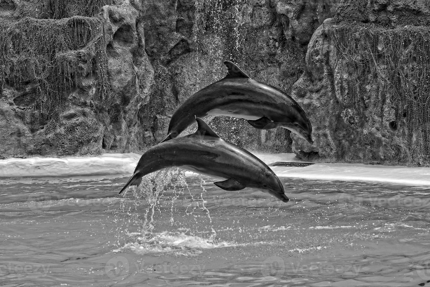 show of training a large adult dolphin mammal in a zoo park on a sunny day photo