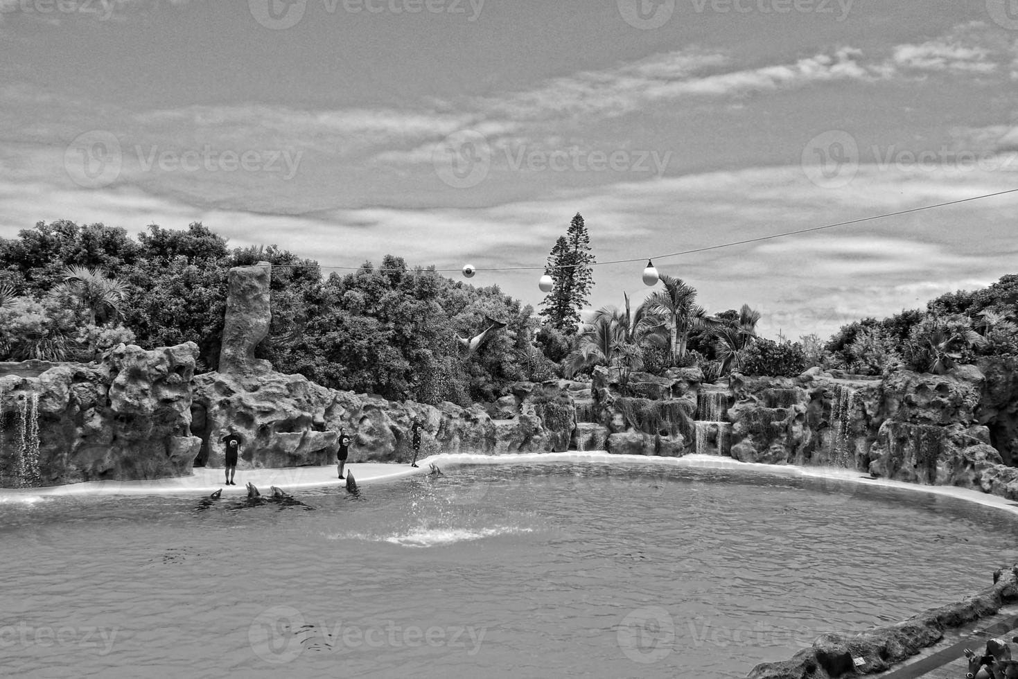 show of training a large adult dolphin mammal in a zoo park on a sunny day photo