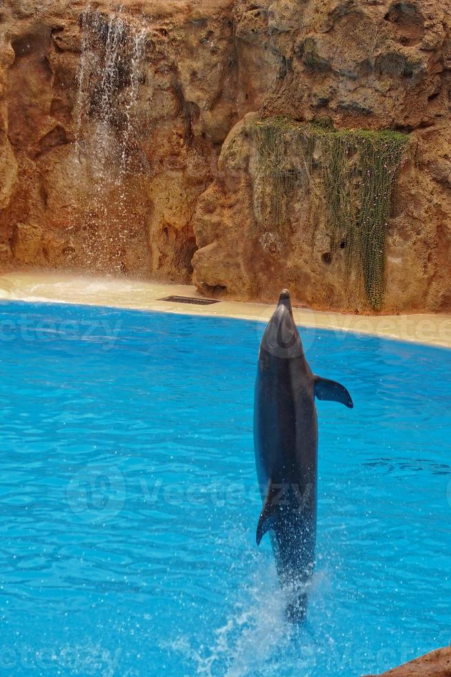 espectáculo de formación un grande adulto delfín mamífero en un zoo parque en un soleado día foto