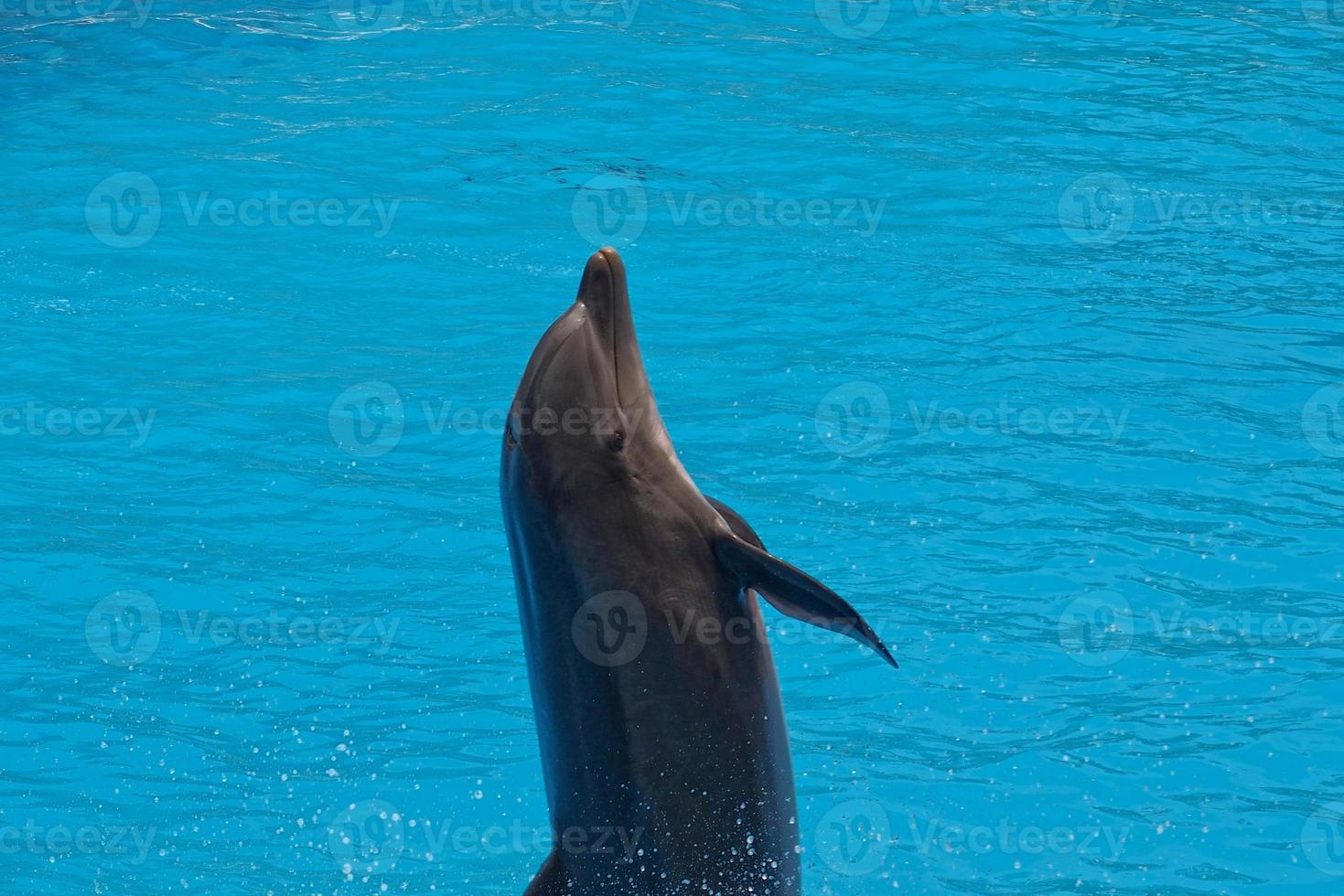 show of training a large adult dolphin mammal in a zoo park on a sunny day photo