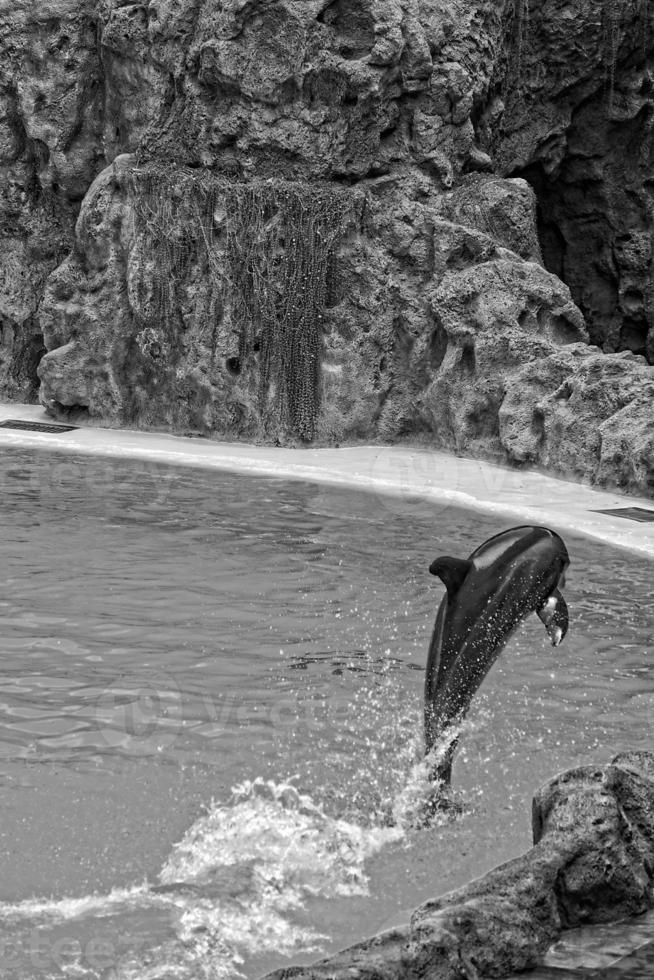 show of training a large adult dolphin mammal in a zoo park on a sunny day photo