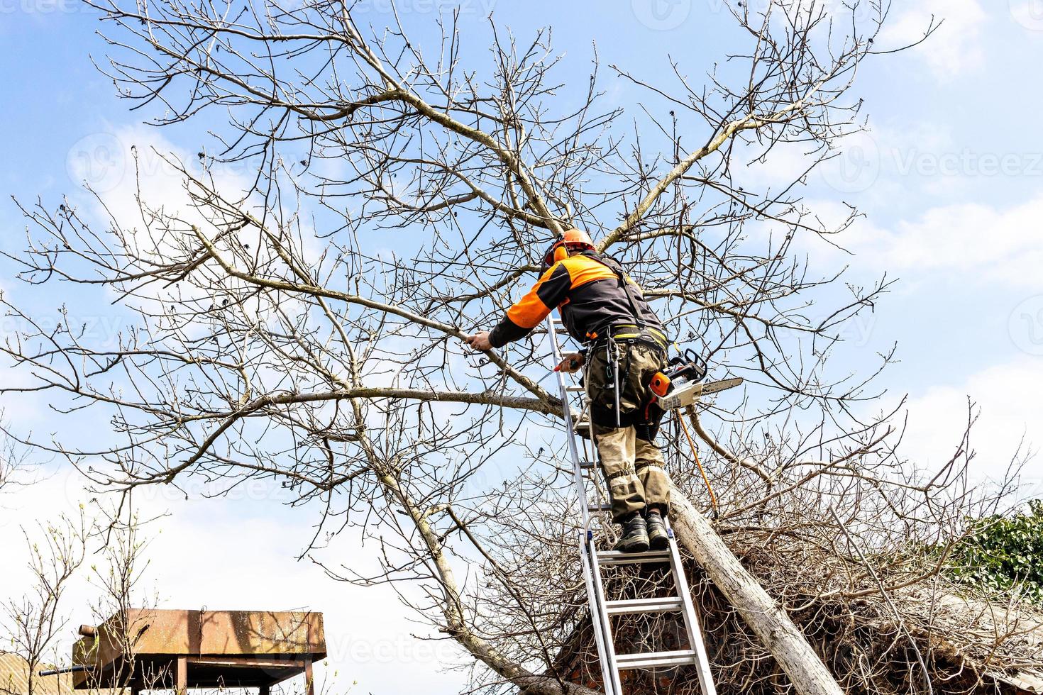 arborist saws old walnut tree over roof in yard photo
