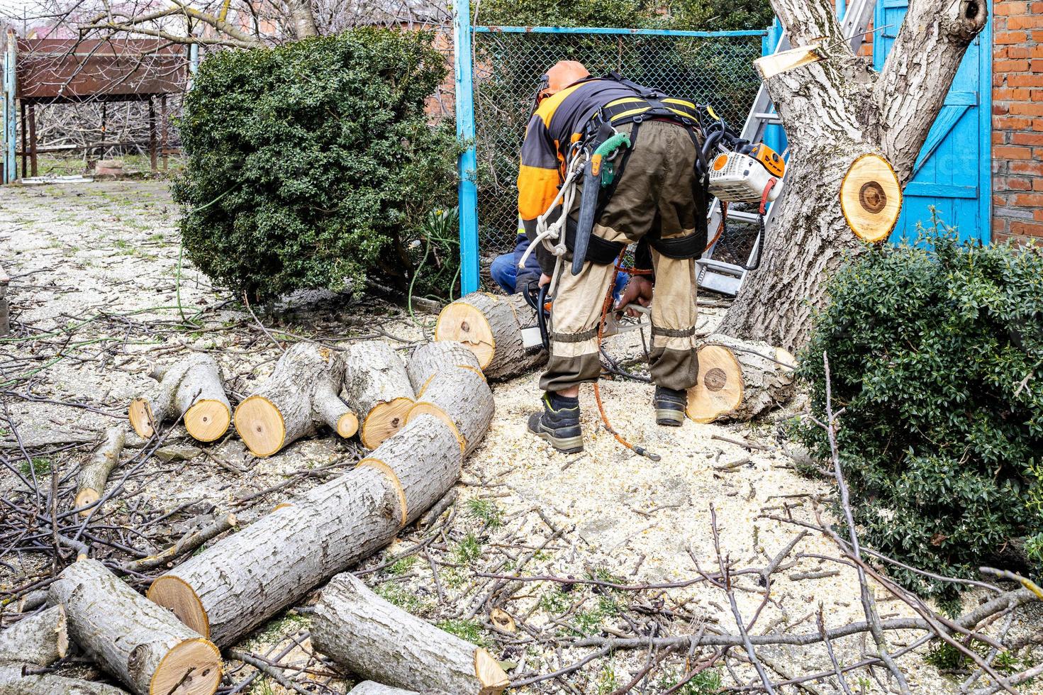 workers sawing old walnut tree in backyard photo