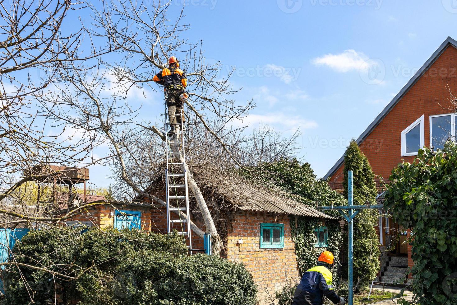 arborists dismantling walnut tree in country yard photo