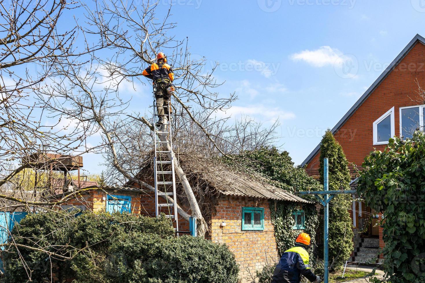 arbolistas desmantelamiento nuez árbol en país yarda foto