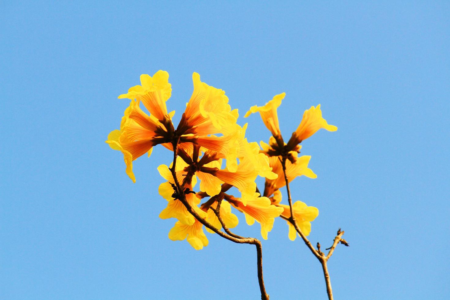 Blossom Dwarf Golden Trumpe flowers with blue sky. Tabebuia chrysotricha flowers photo