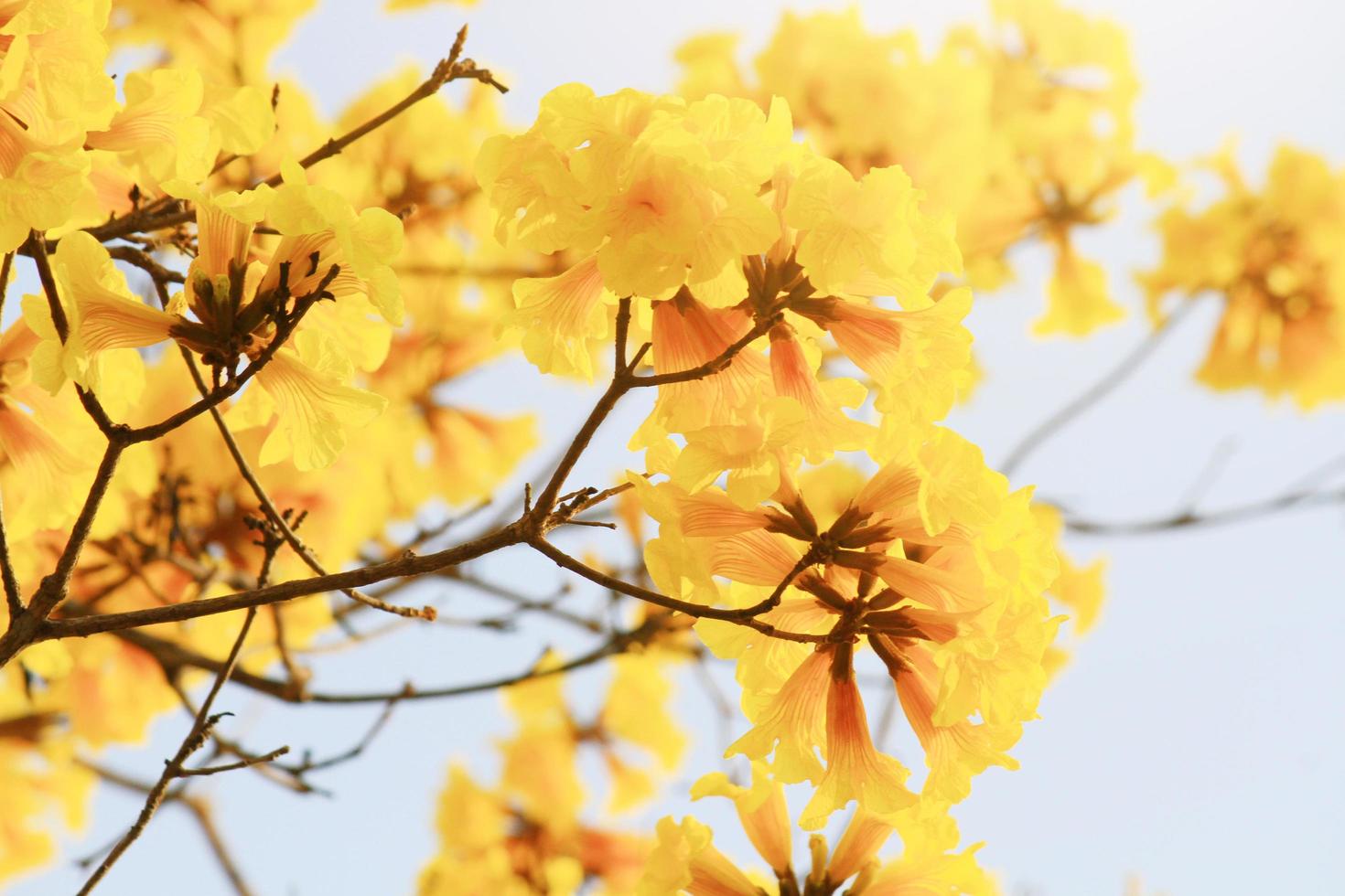 Blossom Dwarf Golden Trumpe flowers isolated on white background. Tabebuia chrysotricha flowers photo
