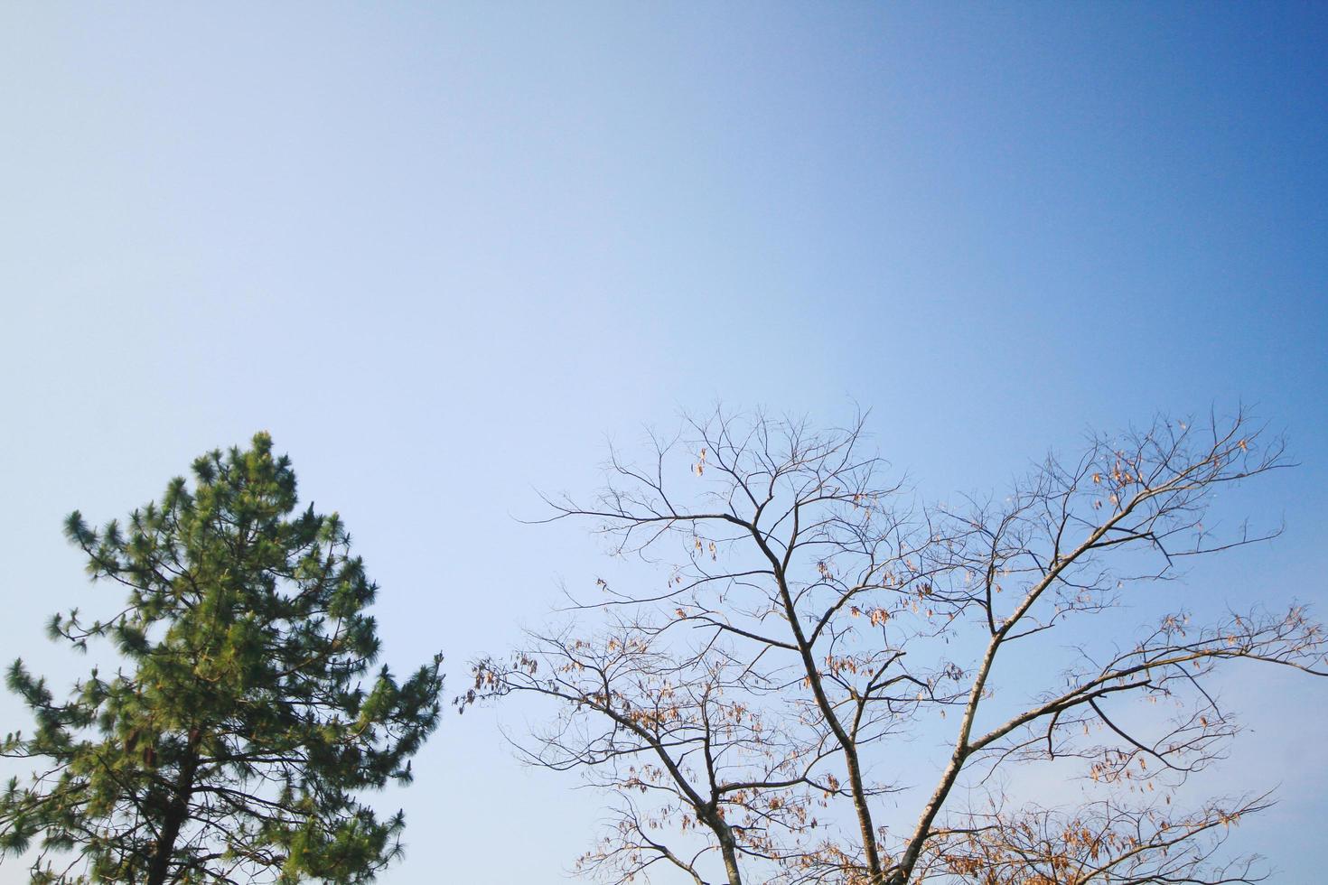 Dried branches and Green plants with blue sky photo