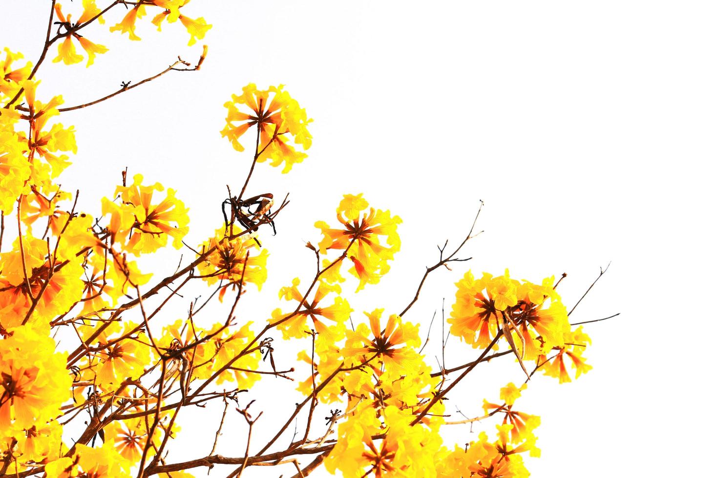 Blossom Dwarf Golden Trumpe flowers isolated on white background. Tabebuia chrysotricha flowers photo