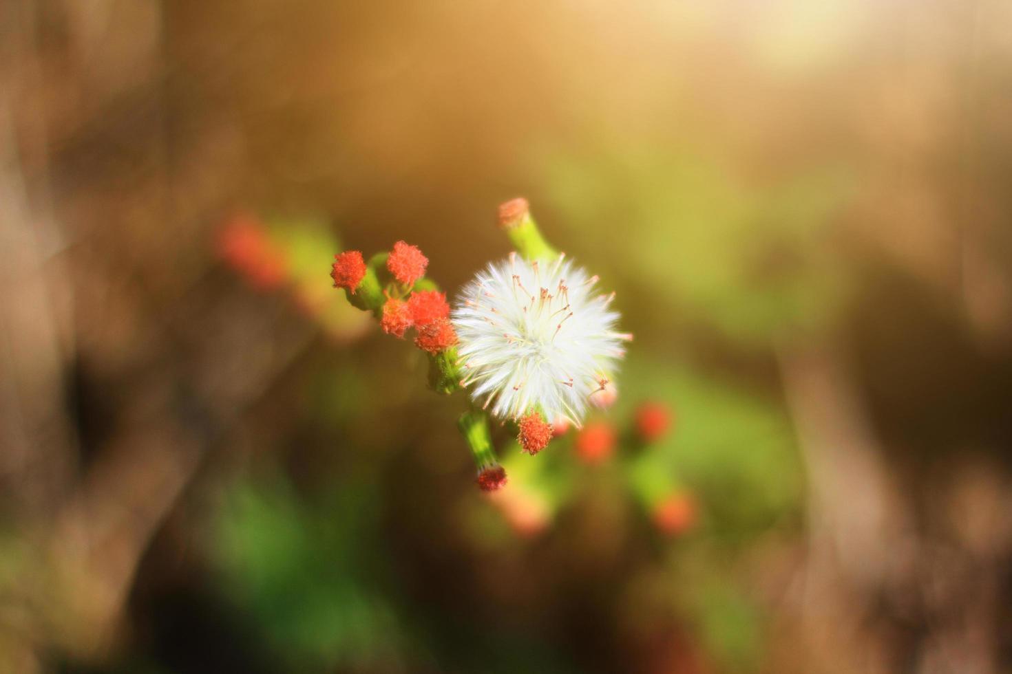 Beautiful Blossom white Wild flowers grass in natural sunlight photo