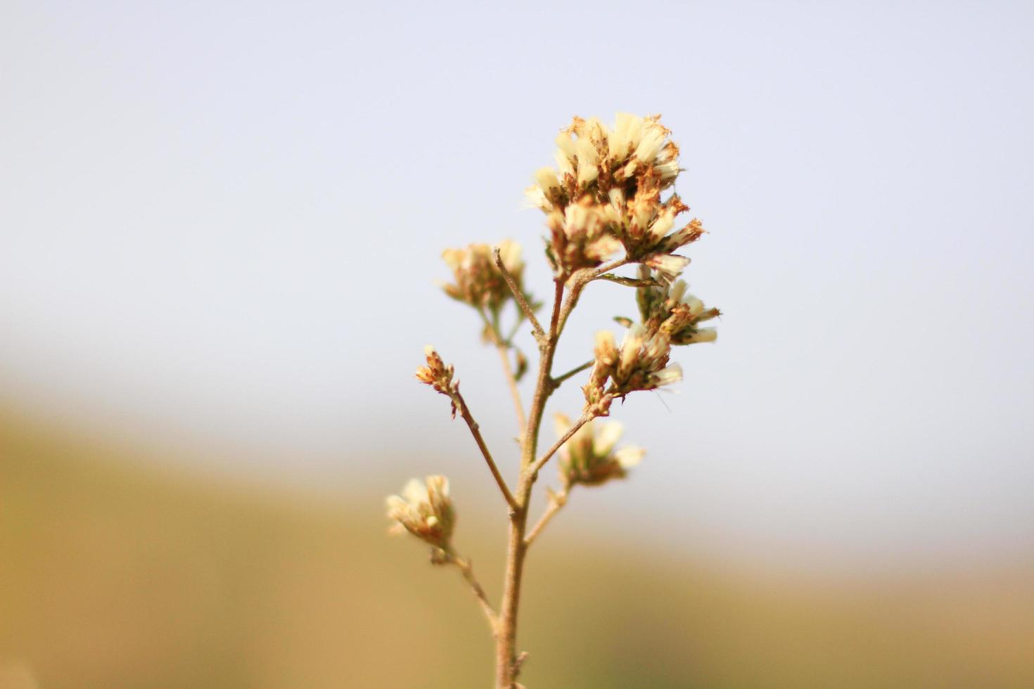 Blossom white Wild flowers grass in meadow with natural sunlight photo