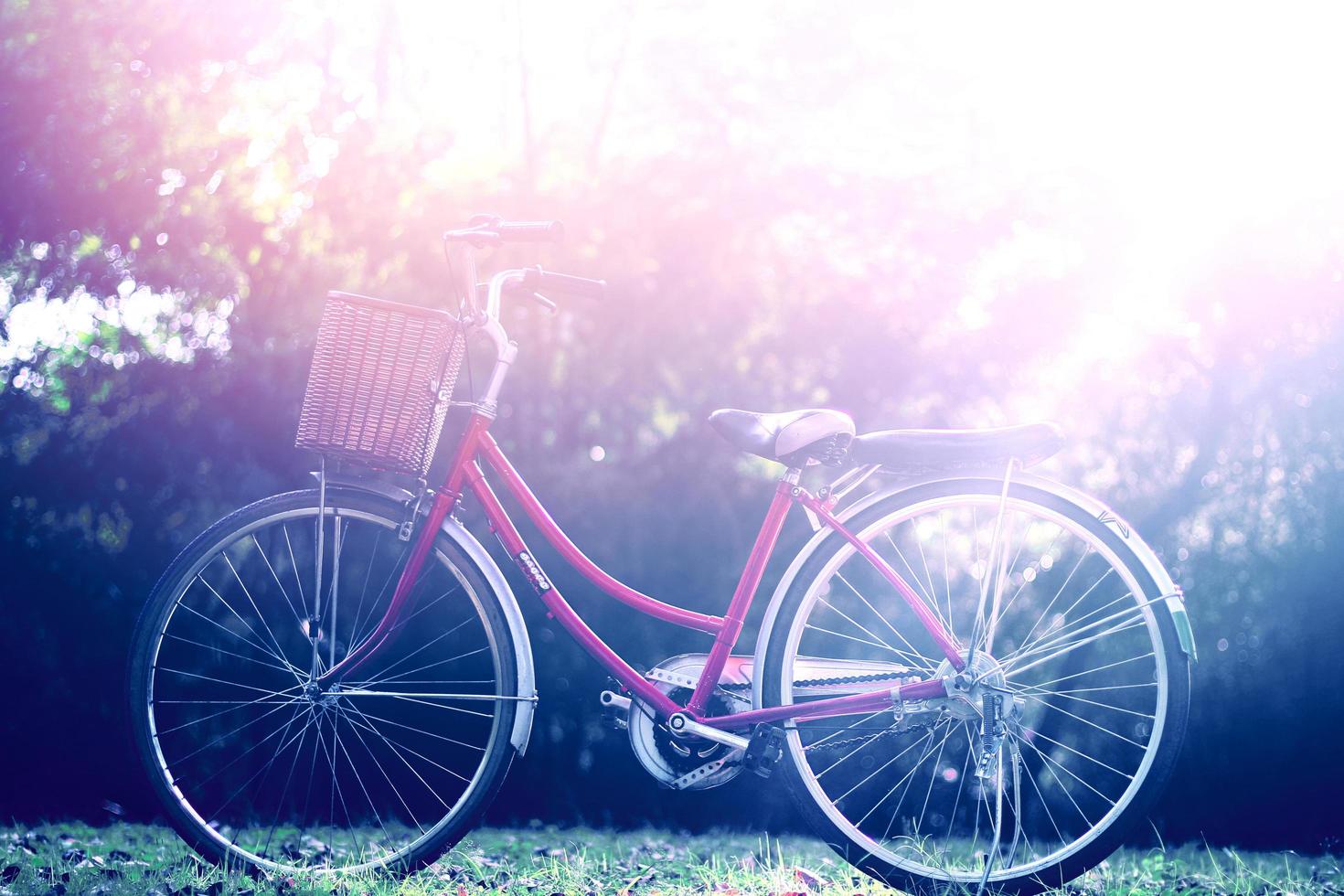 Vintage pink bike parking in garden with beautiful natural sunlight photo