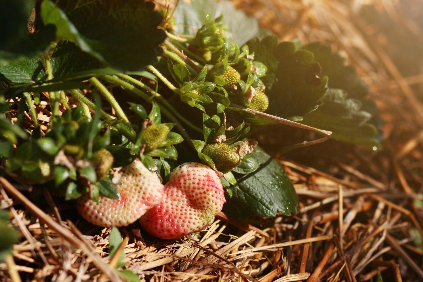 Fresh red Strawberry with flowers and green leaves on Straw cover soil in Plantation Farm on the mountain in Thailand photo