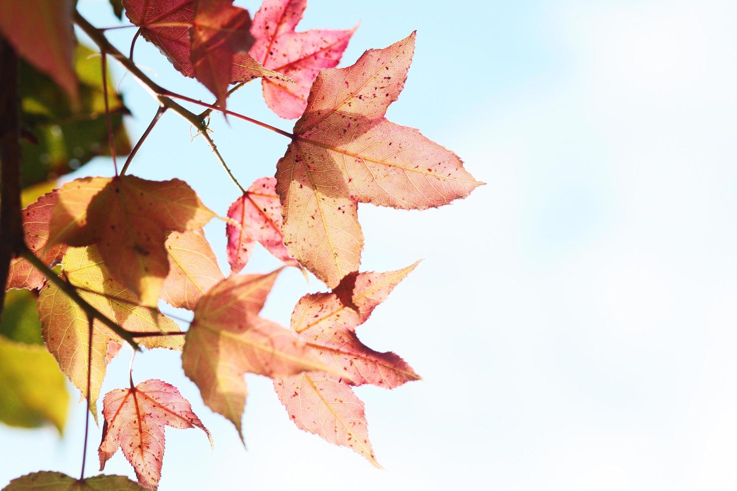 Beautiful red maple leafs branch against on the blue sky in natural sunlight photo