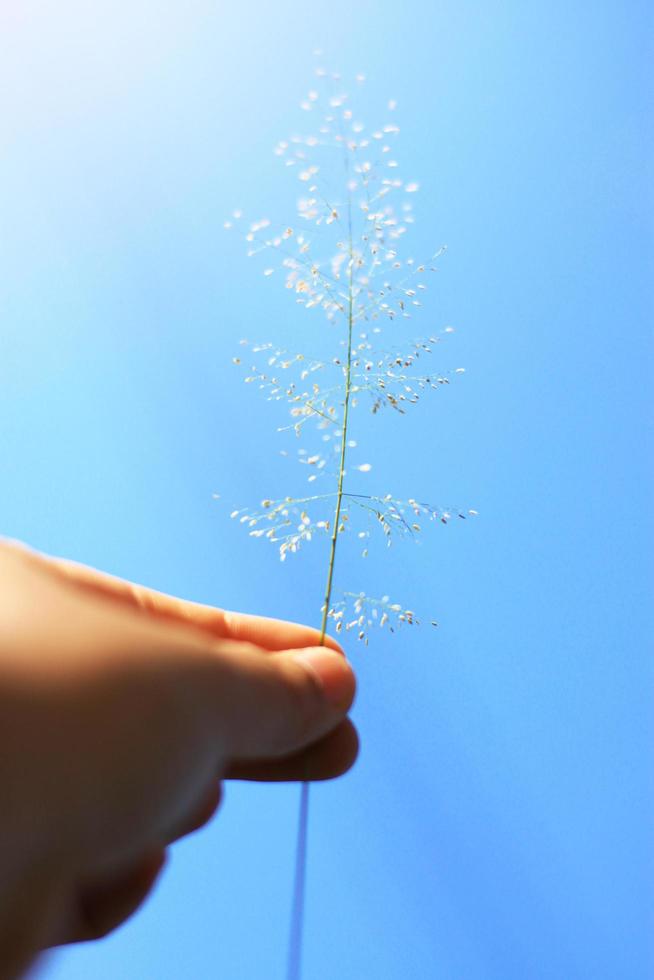 Hand holding Beautiful grass flowers with blue sky and natural sunlight. Peace and Amity of Valentine's day concept. photo