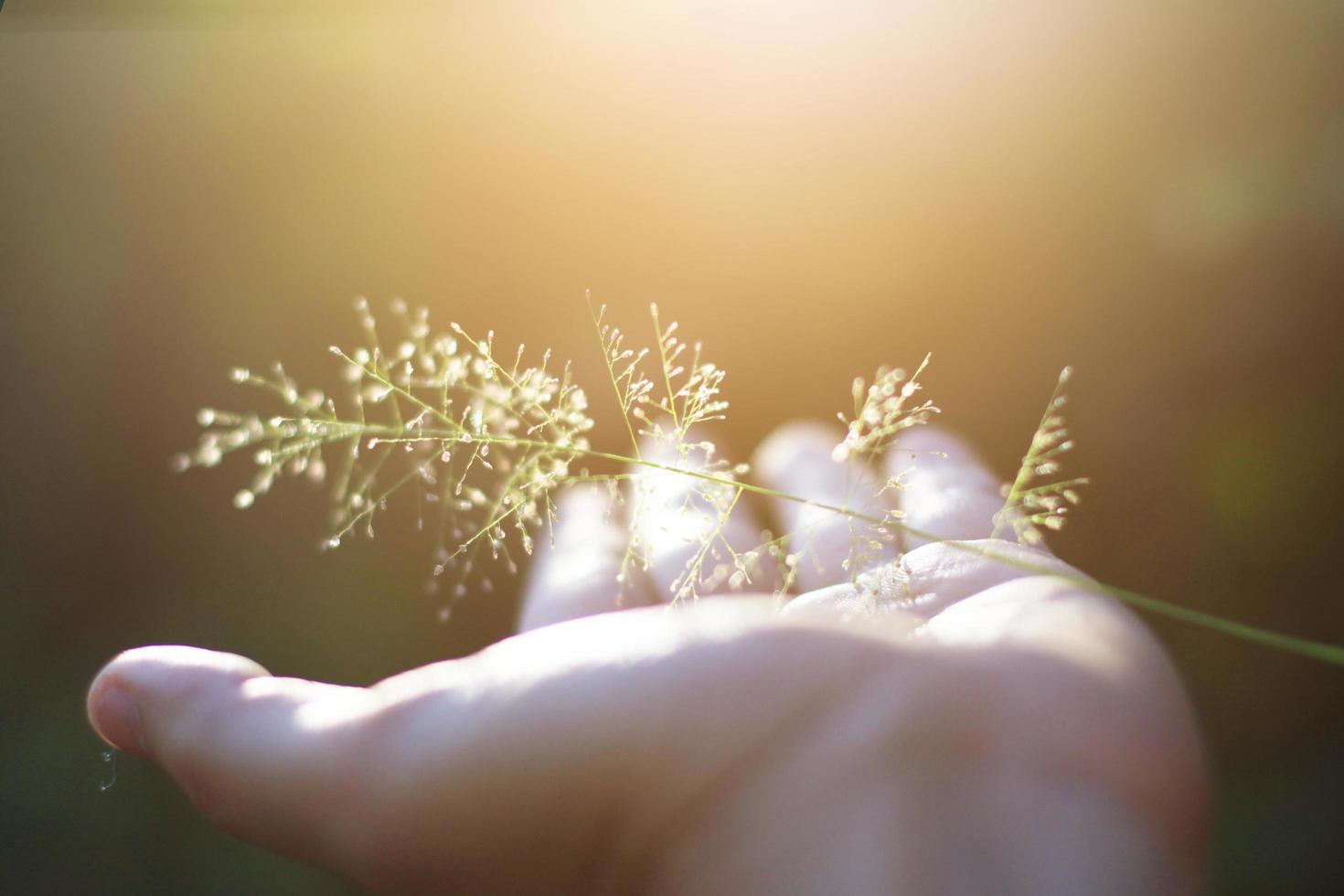 Hand holding Beautiful grass flowers with natural sunlight. Peace and Amity of Valentine's day concept. photo