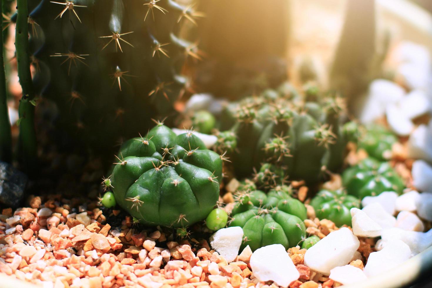 Garden cactus in natural sunlight 22919780 Stock Photo at Vecteezy