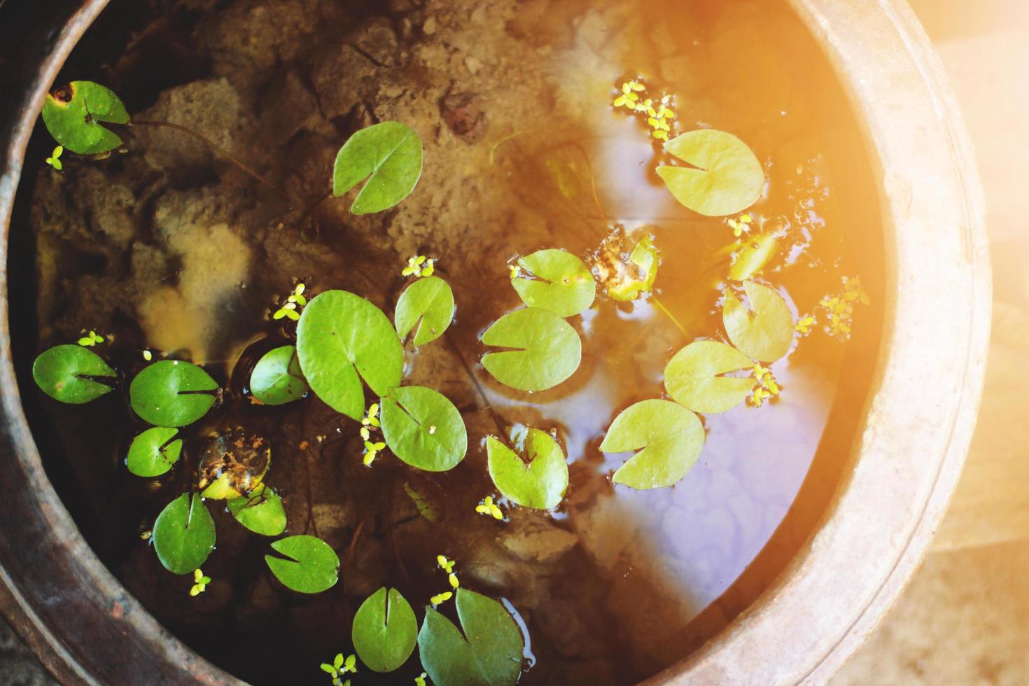 Lotus leaflet in pond with sunlight in nature park and garden photo