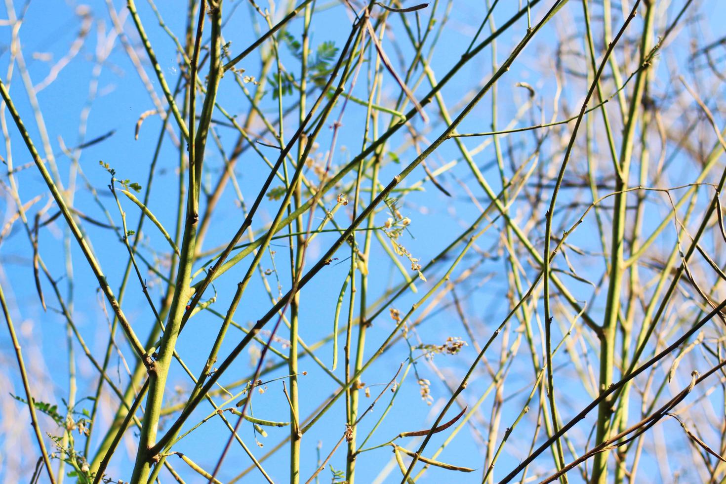 Fresh tree Branch on blue sky with natural sunlight in Summer season photo