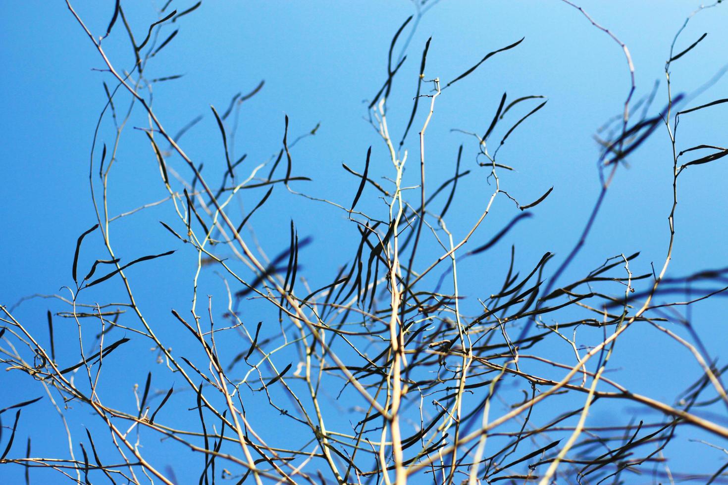 seco árbol rama en azul cielo con natural luz de sol en verano temporada foto