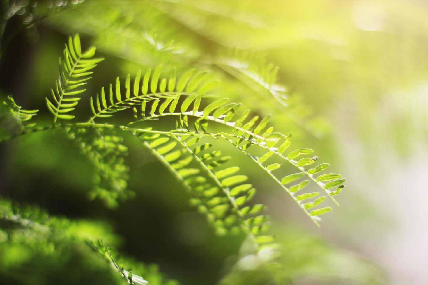 Green leaves of Acacia herb plant in natural sunlight. photo