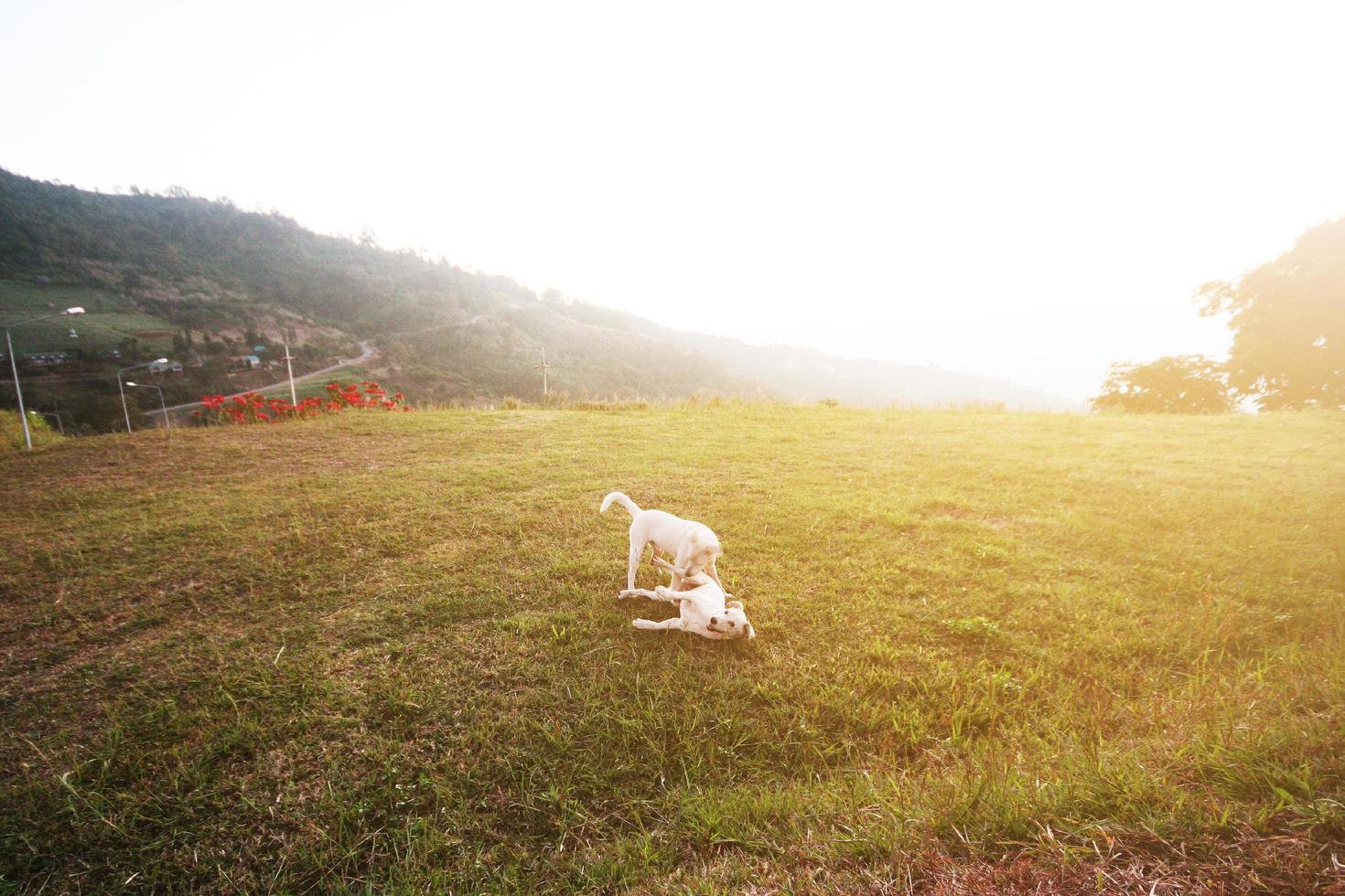 linda dos blanco perro juguetón con hermosa puesta de sol en césped niños en montaña en Tailandia foto